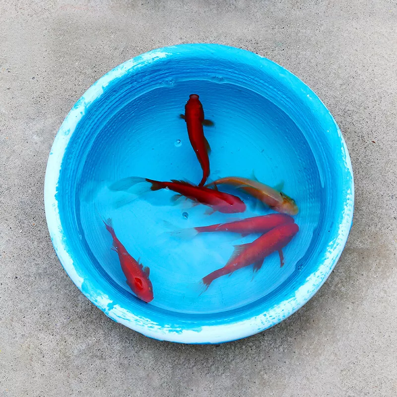 chống thấm bể cá pu