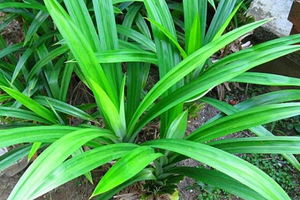 hương liệu cốm